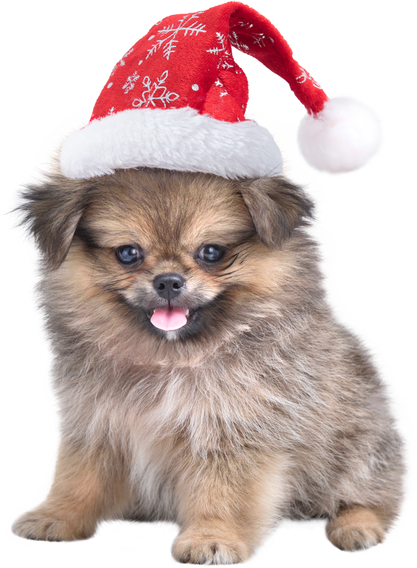 christmas cute puppies