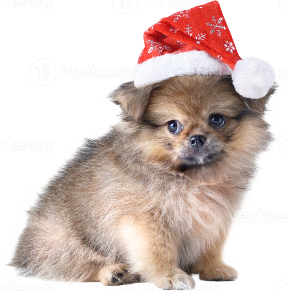 Cute puppy Pomeranian Mixed breed Pekingese dog in Santa Claus hat for merry Christmas and Happy New Year png