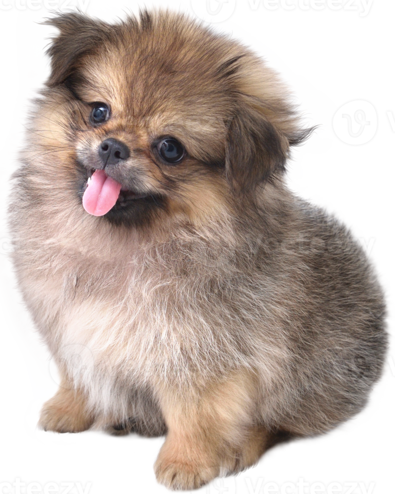 simpatici cuccioli Pomerania razza mista pechinese dog sitter png