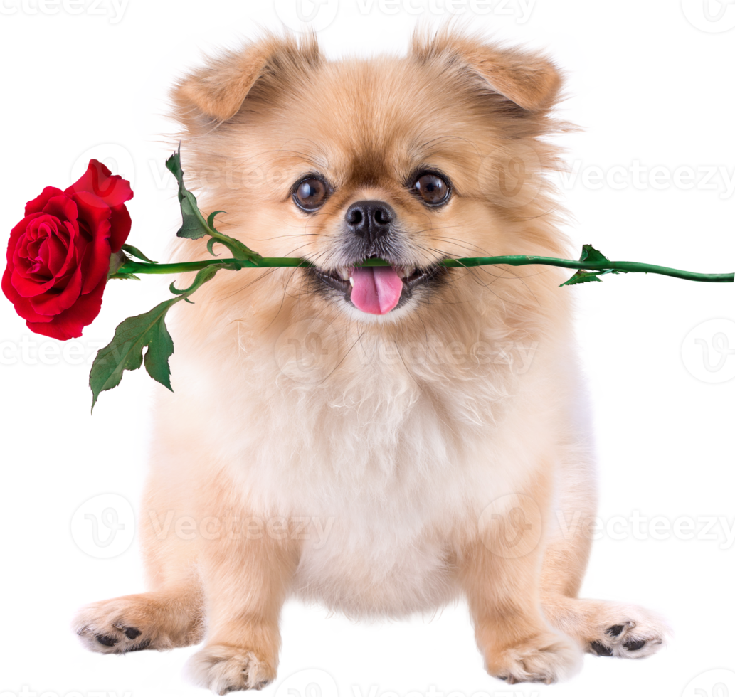 Cute puppies Pomeranian Mixed breed Pekingese dog sitting with rose in mouth for Valentines day png