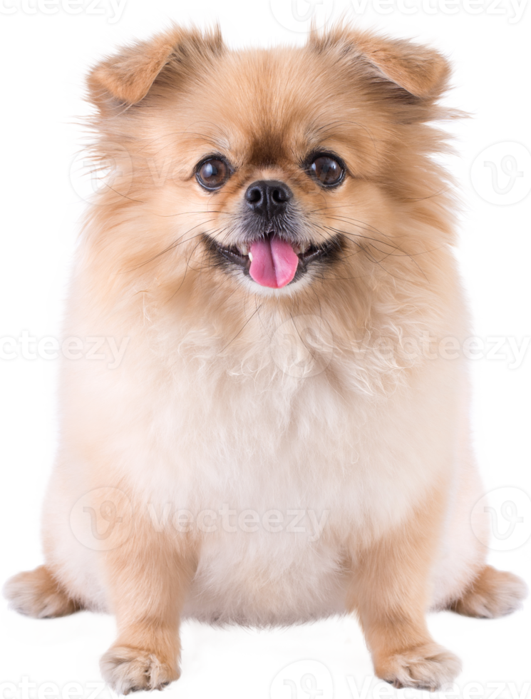 lindos cachorros pomeranian raza mixta perro pequinés sentado png