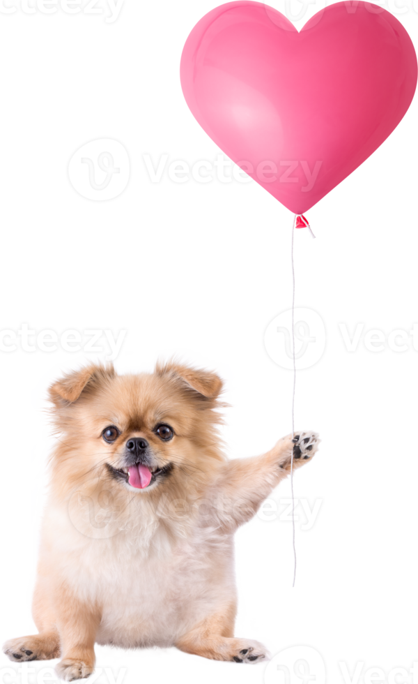 Cute puppies Pomeranian Mixed breed Pekingese dog sitting holding a heart shaped balloon for Valentines day png