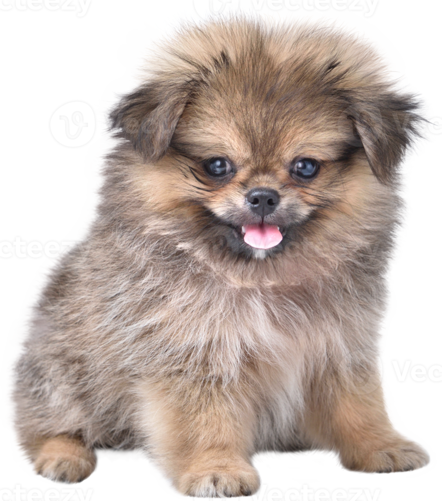 schattige puppy's pommeren gemengd ras pekingese hond zittend png