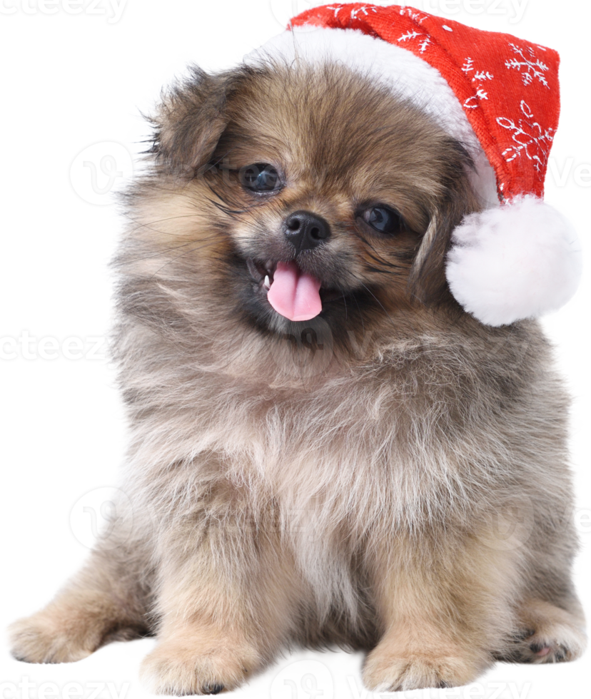 süßer pommerscher pekinesischer hund in weihnachtsmannmütze für frohe weihnachten und ein gutes neues jahr png