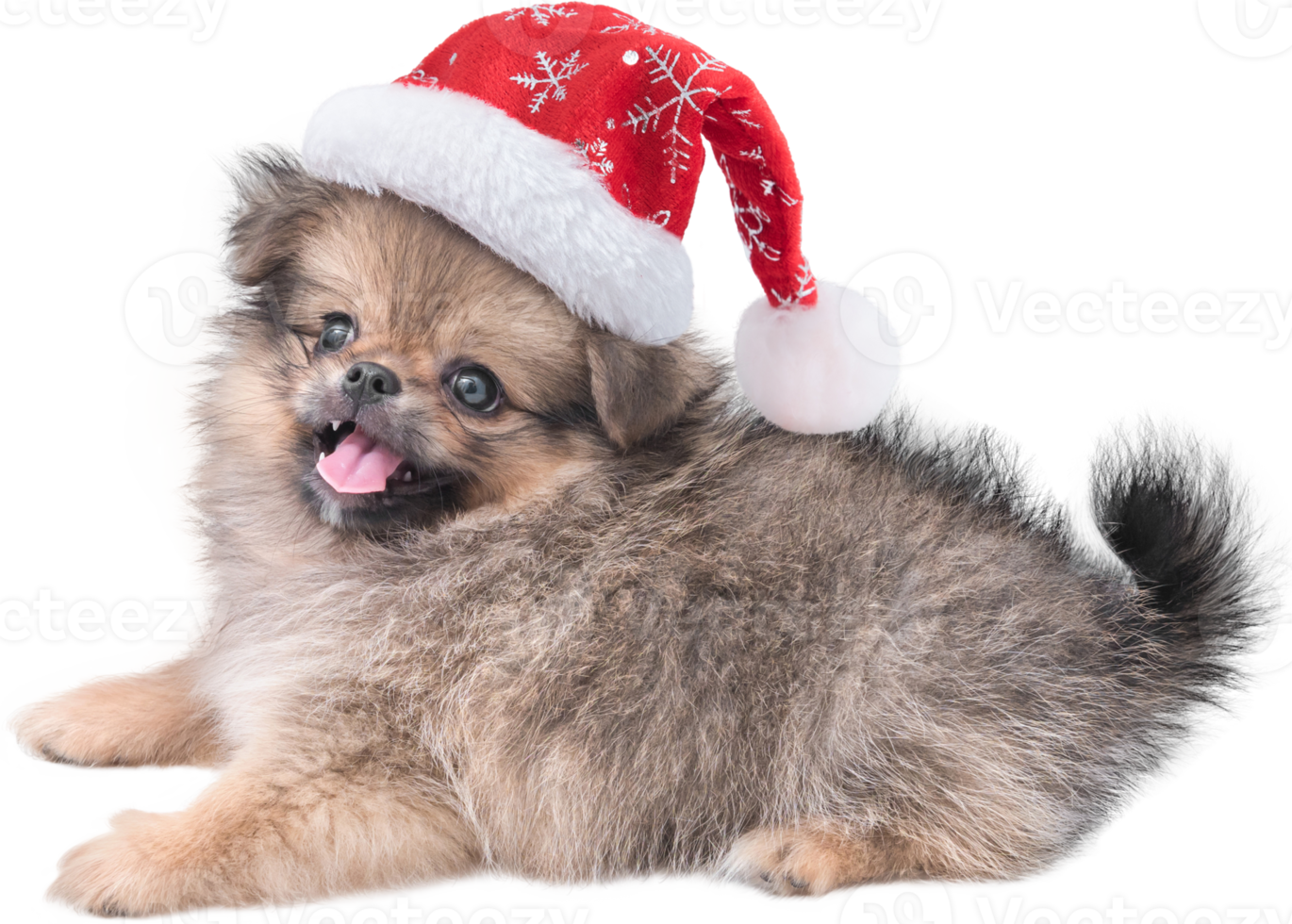 Cute puppy Pomeranian Mixed breed Pekingese dog in Santa Claus hat for merry Christmas and Happy New Year png