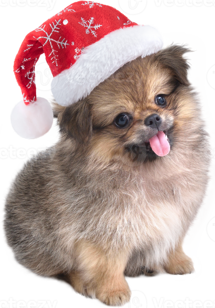 Cute puppy Pomeranian Mixed breed Pekingese dog in Santa Claus hat for merry Christmas and Happy New Year png