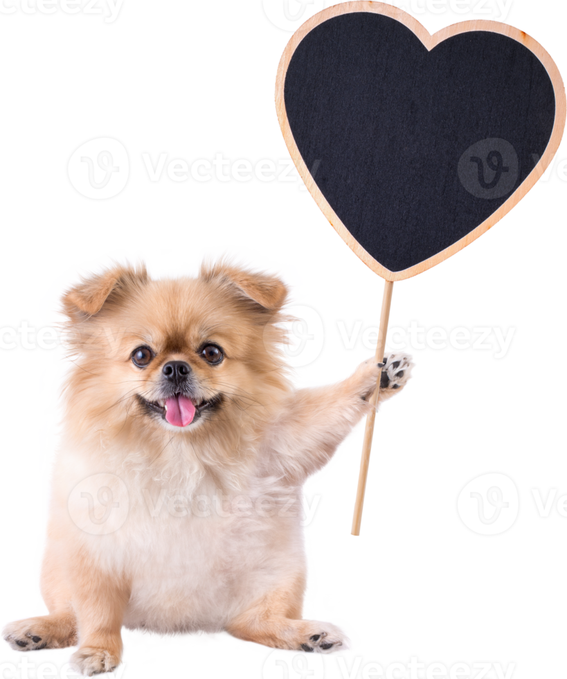 Cute puppies Pomeranian Mixed breed Pekingese dog sitting holding a heart shape Wooden sign for Valentines day png