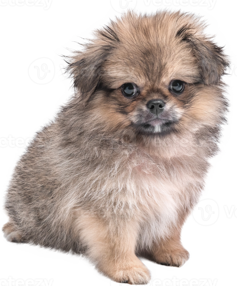 Cute puppies Pomeranian Mixed breed Pekingese dog sitting png