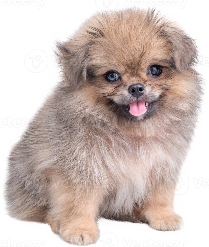 simpatici cuccioli Pomerania razza mista pechinese dog sitter png