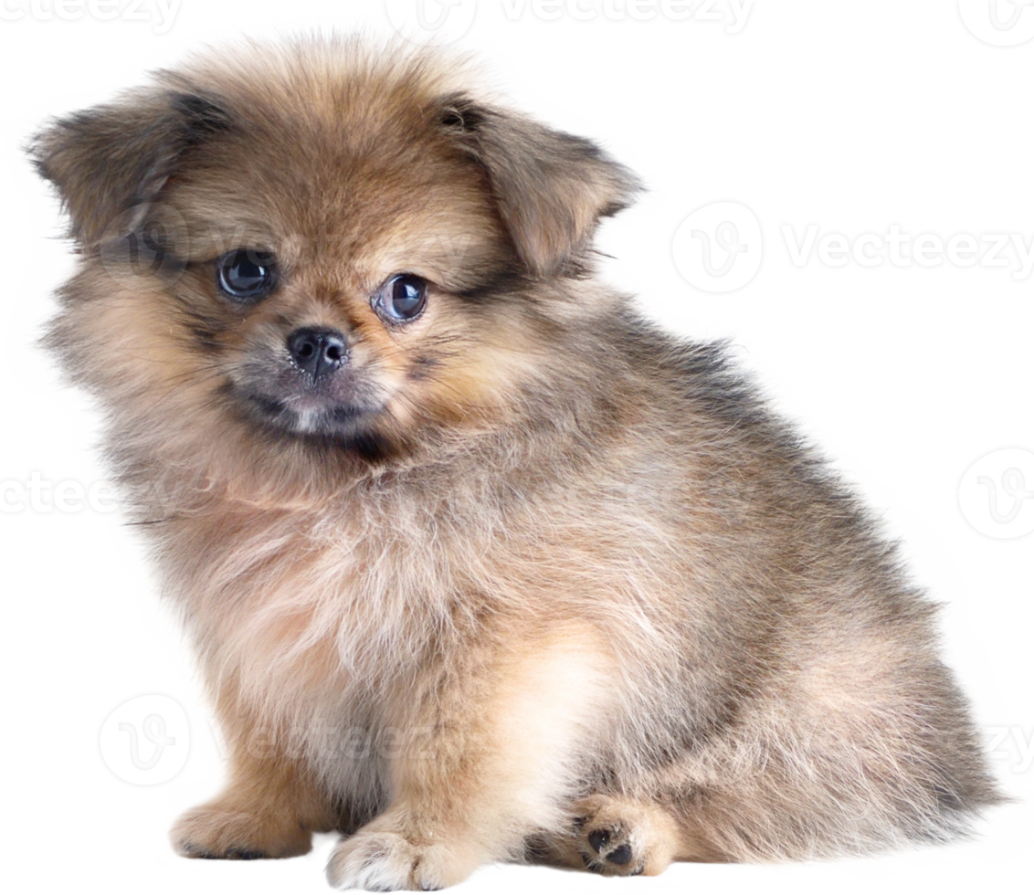 lindos cachorros pomeranian raza mixta perro pequinés sentado png