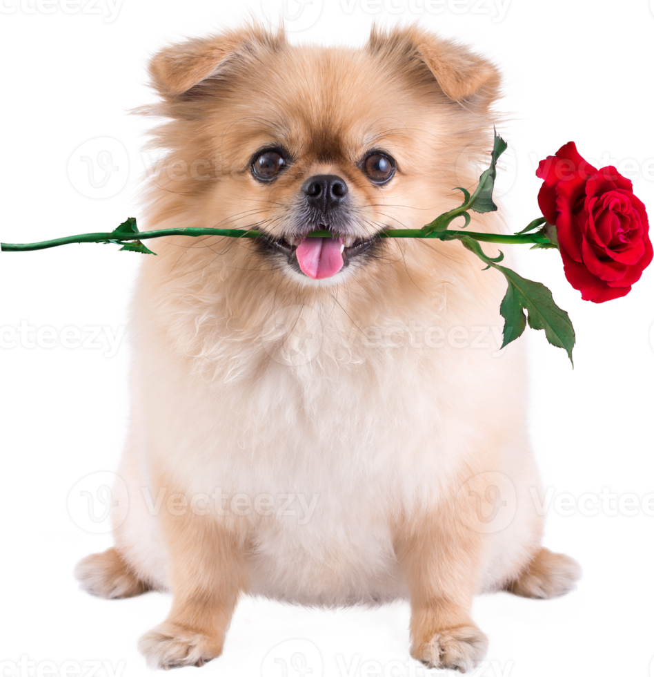 schattige puppy's Pommeren gemengd ras pekingese hond zit met roos in de mond voor Valentijnsdag png