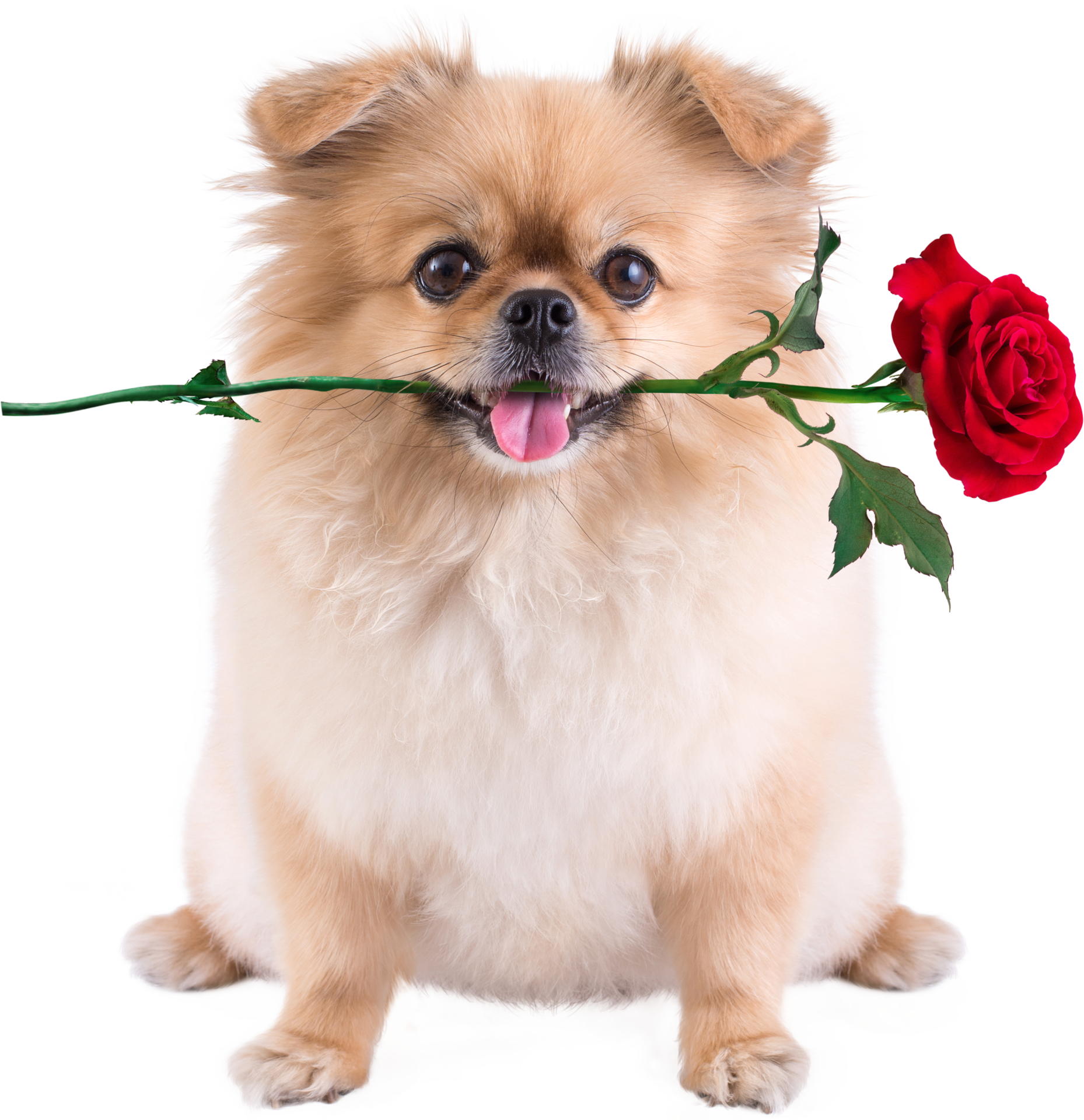 Cute puppies Pomeranian Mixed breed Pekingese dog sitting with ...