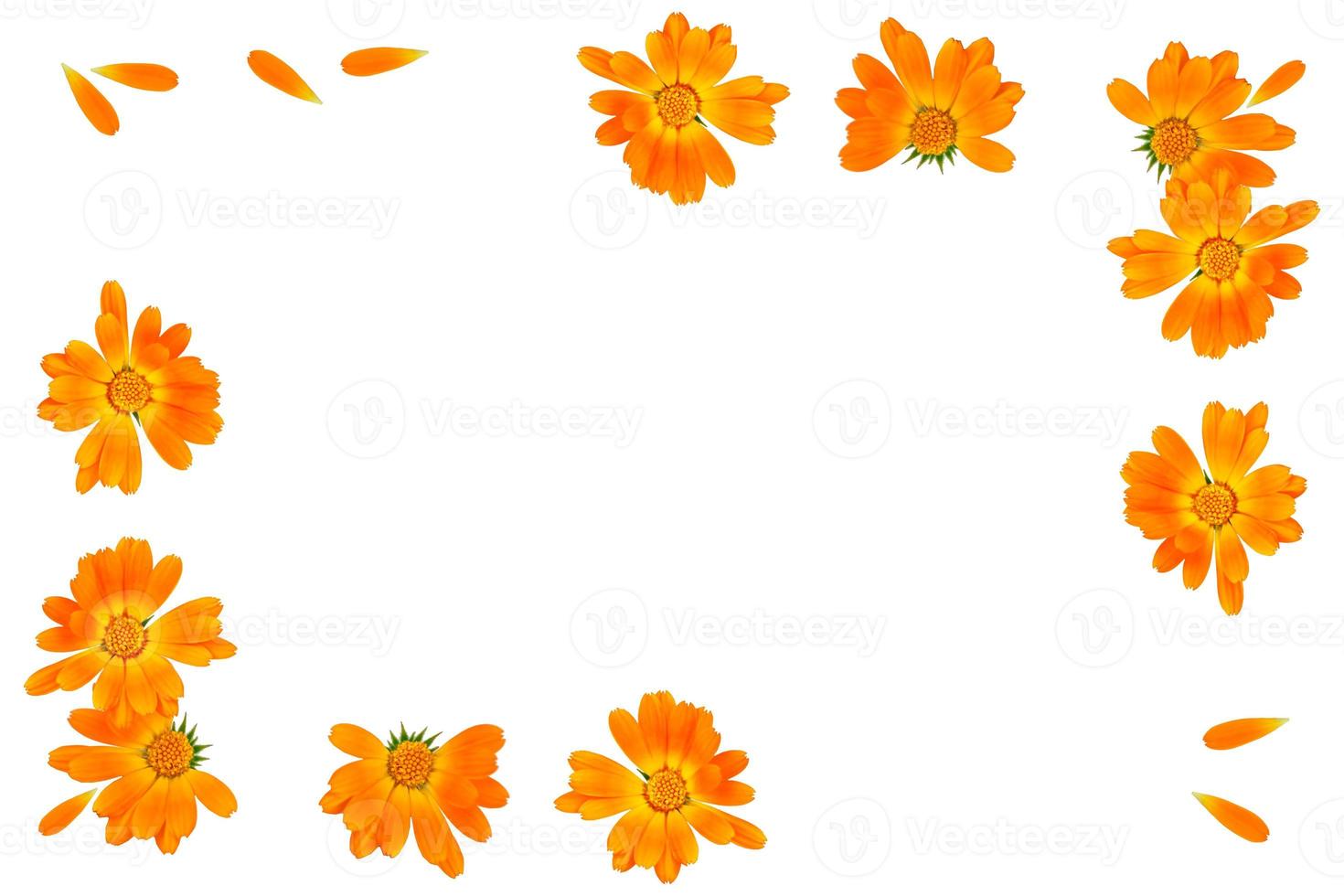 Bright marigold flowers isolated on white background. photo