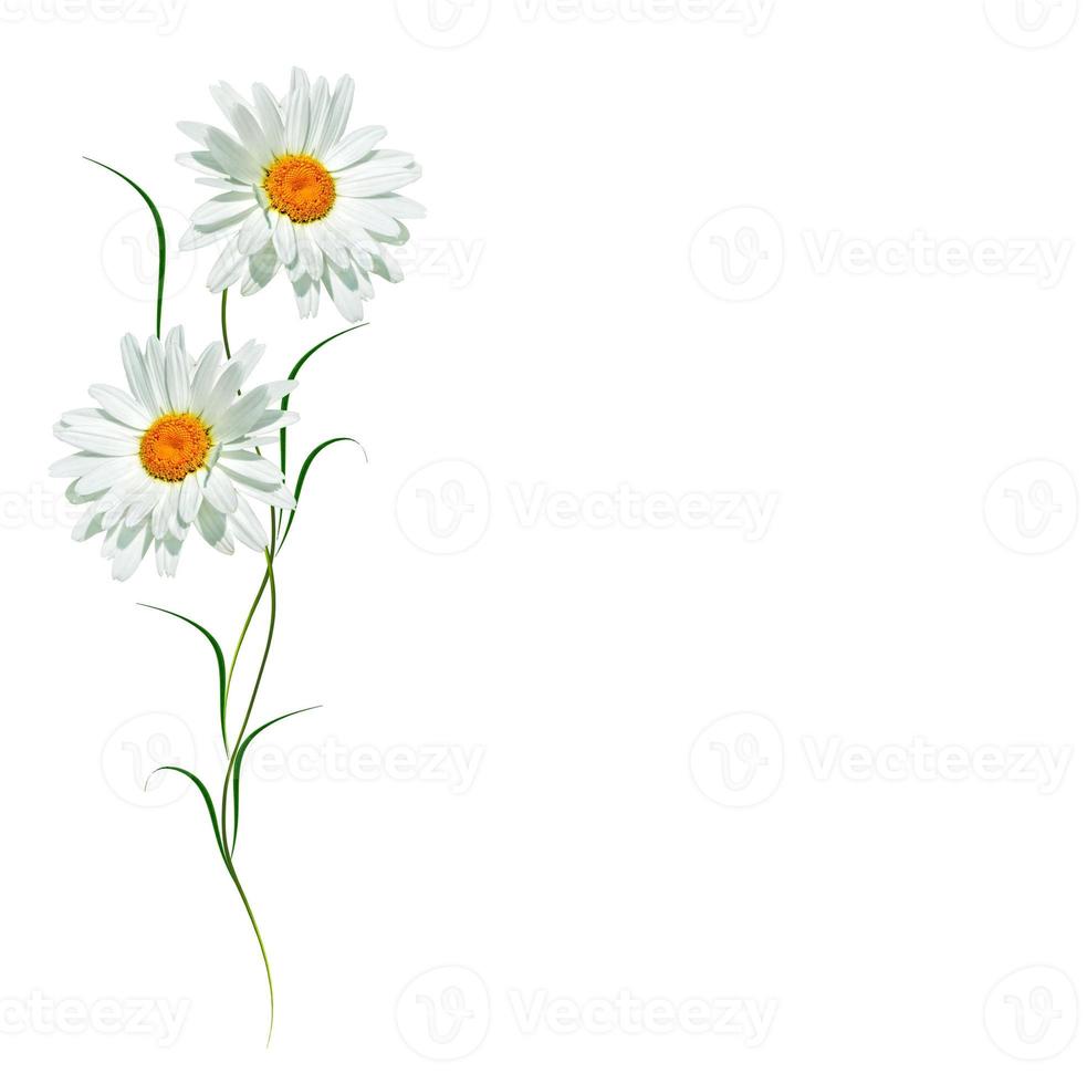 daisies summer flower isolated on white background. photo