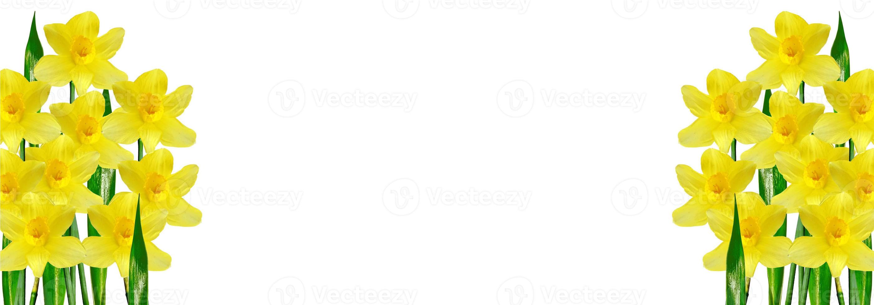 spring flowers narcissus isolated on white background photo