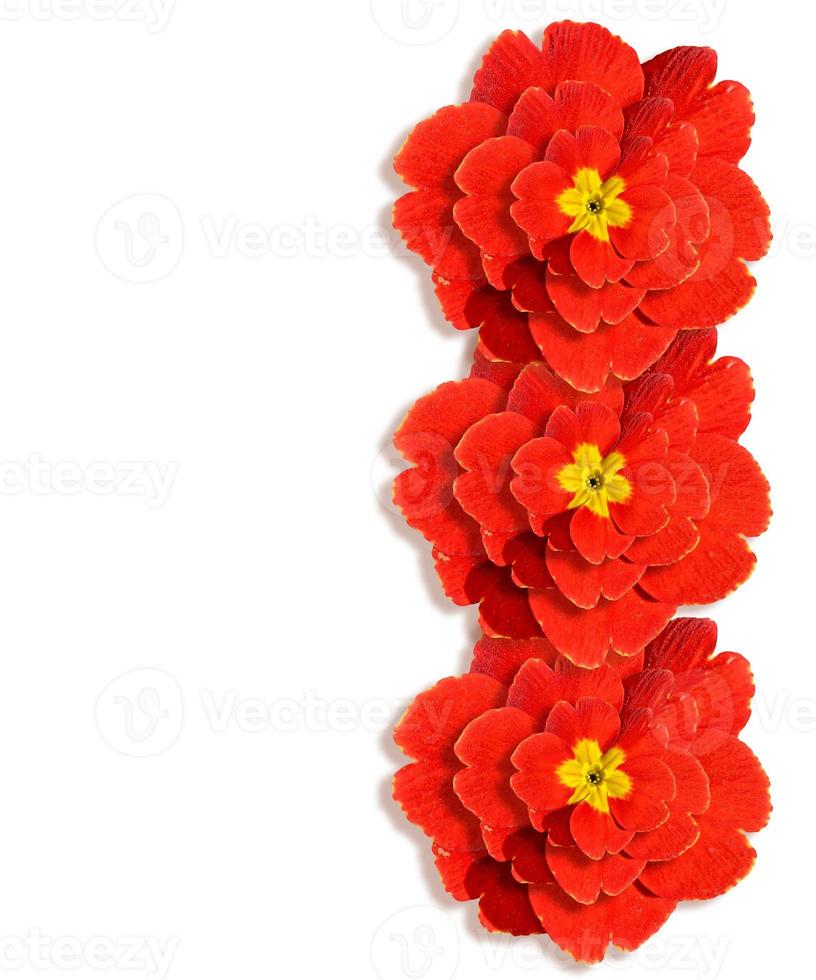 spring flowers primula isolated on white background. photo