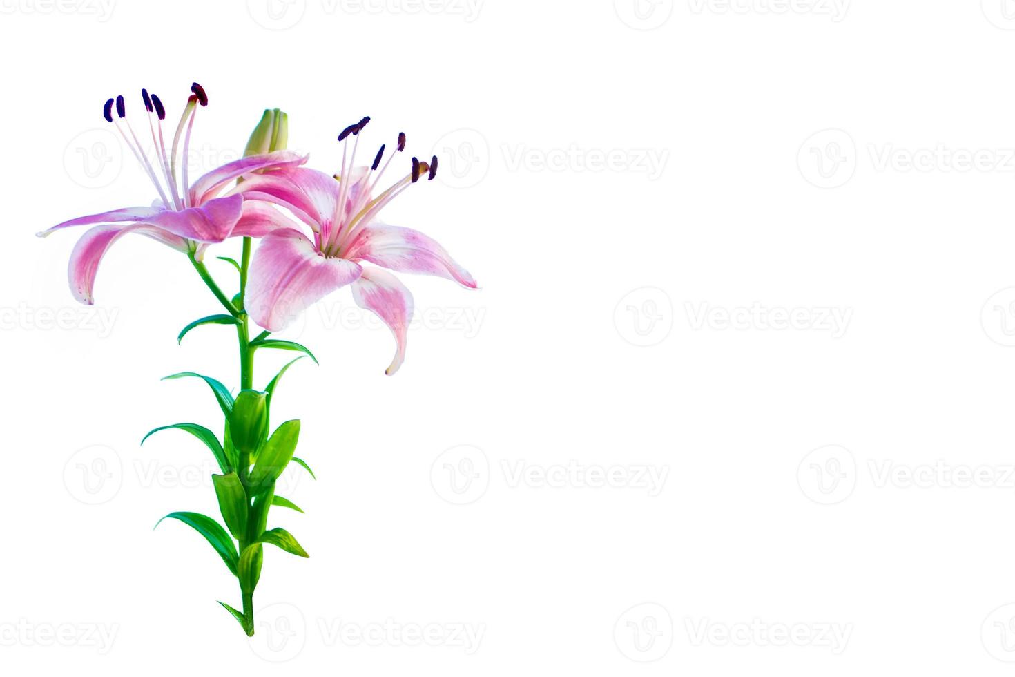 Bright lily flowers isolated on white background. photo