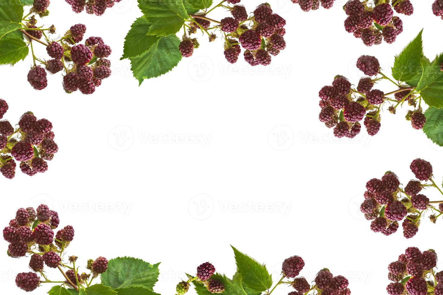 Sprig of ripe blackberries isolated on white background. photo