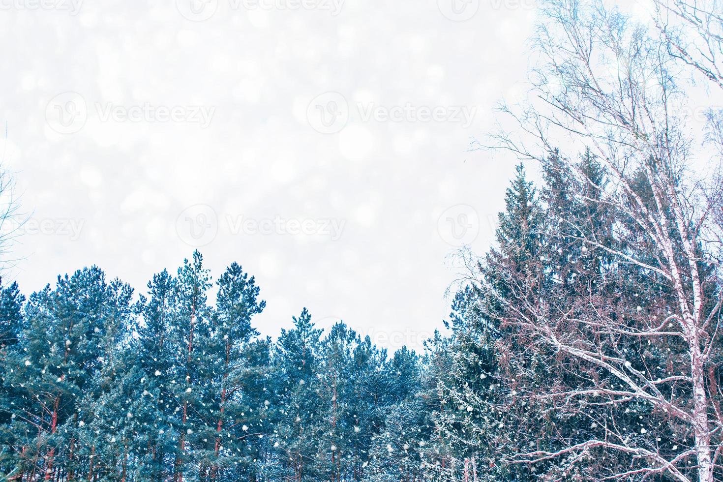 bosque de invierno congelado con árboles cubiertos de nieve. foto