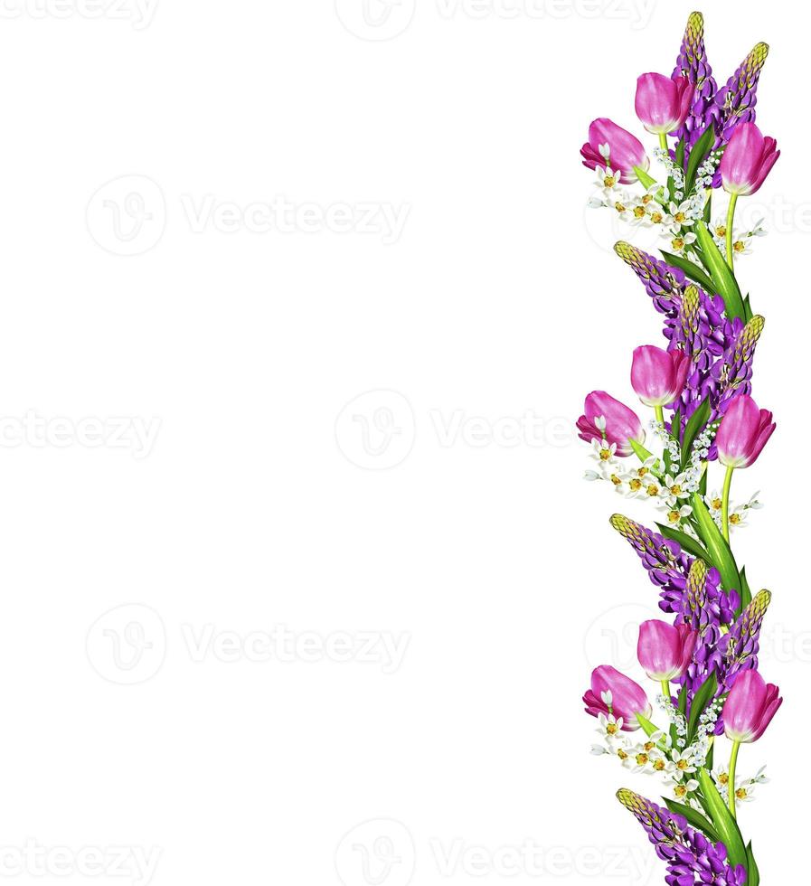 Blue lupines beautiful flowers on a white background photo