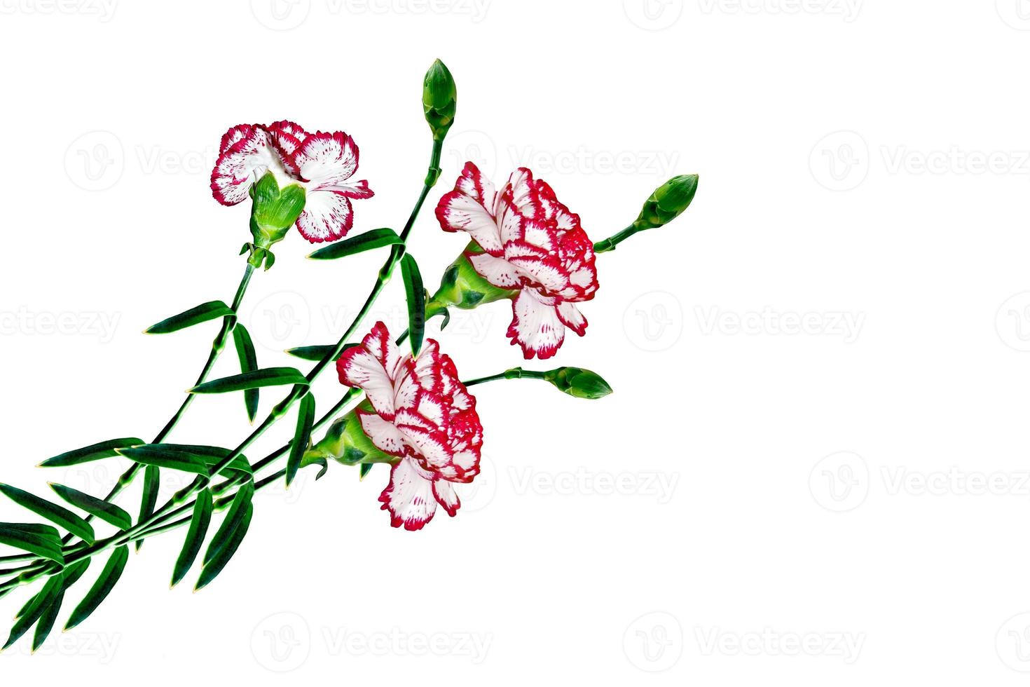 Bouquet of flowers carnation isolated on white background. photo