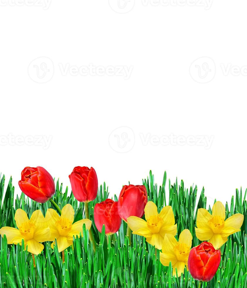 spring flowers tulips isolated on white background. photo