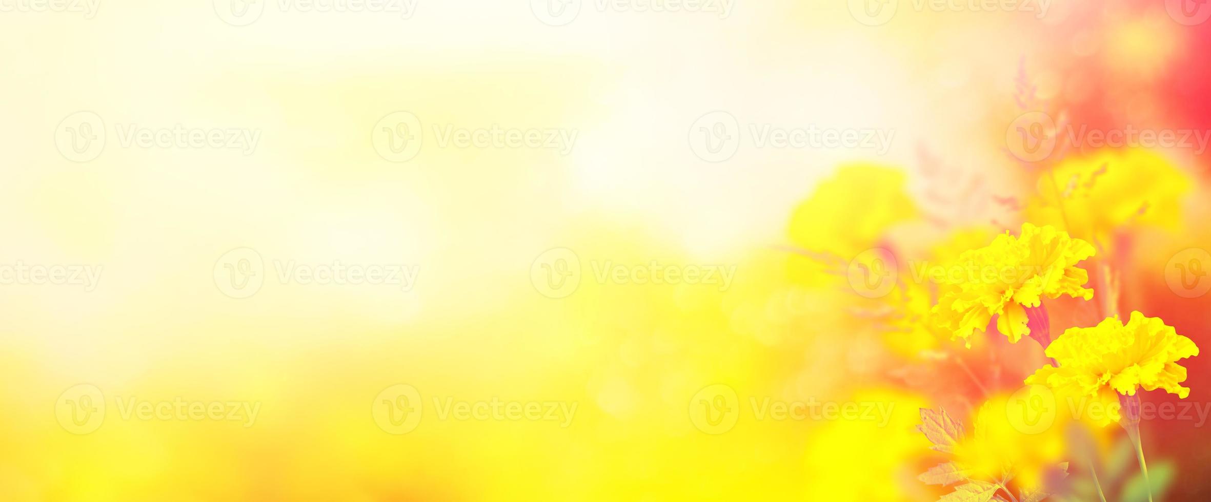 bright and colorful flowers marigolds. autumn landscape. photo