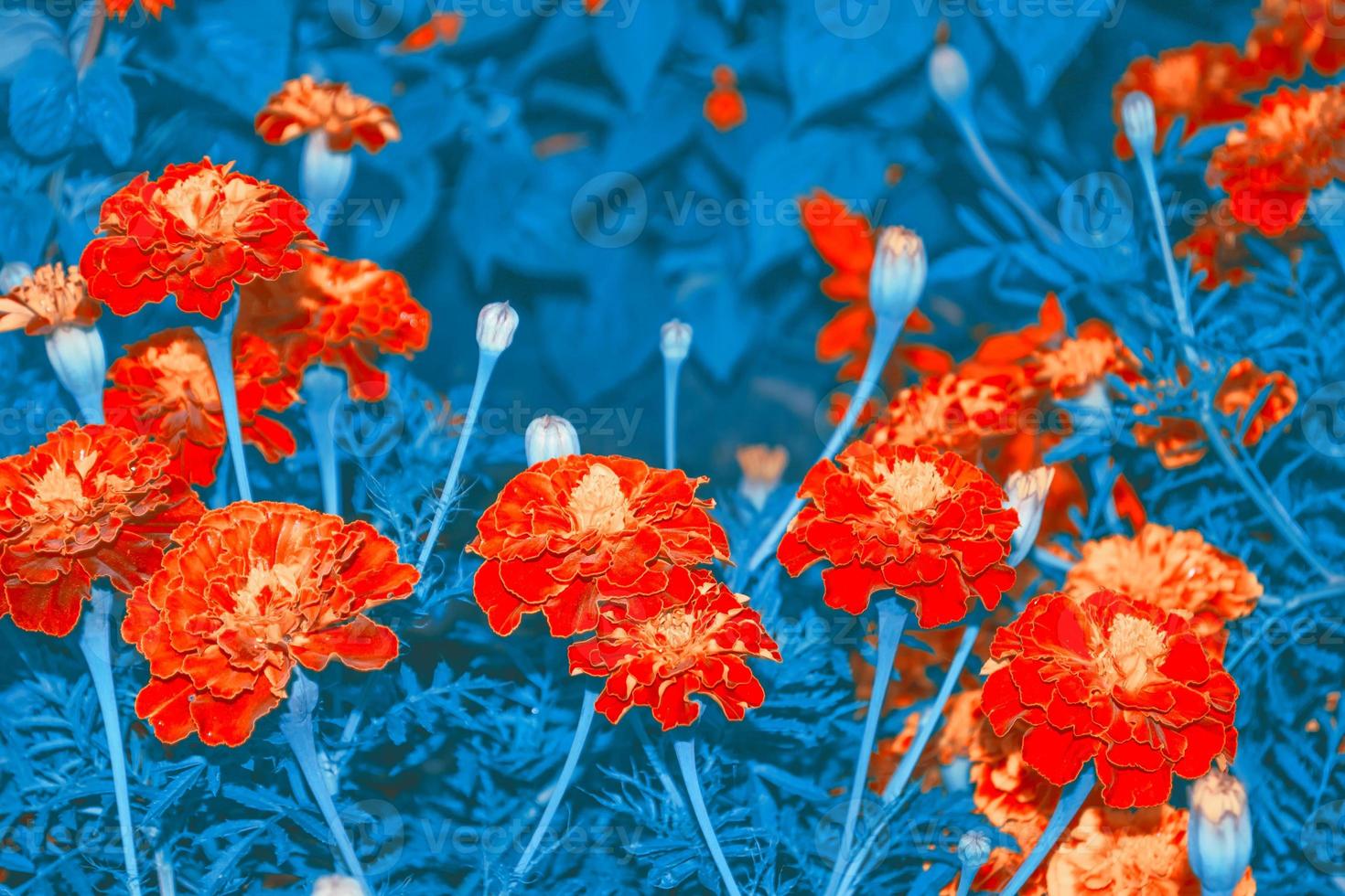 bright and colorful flowers marigolds. autumn landscape. photo