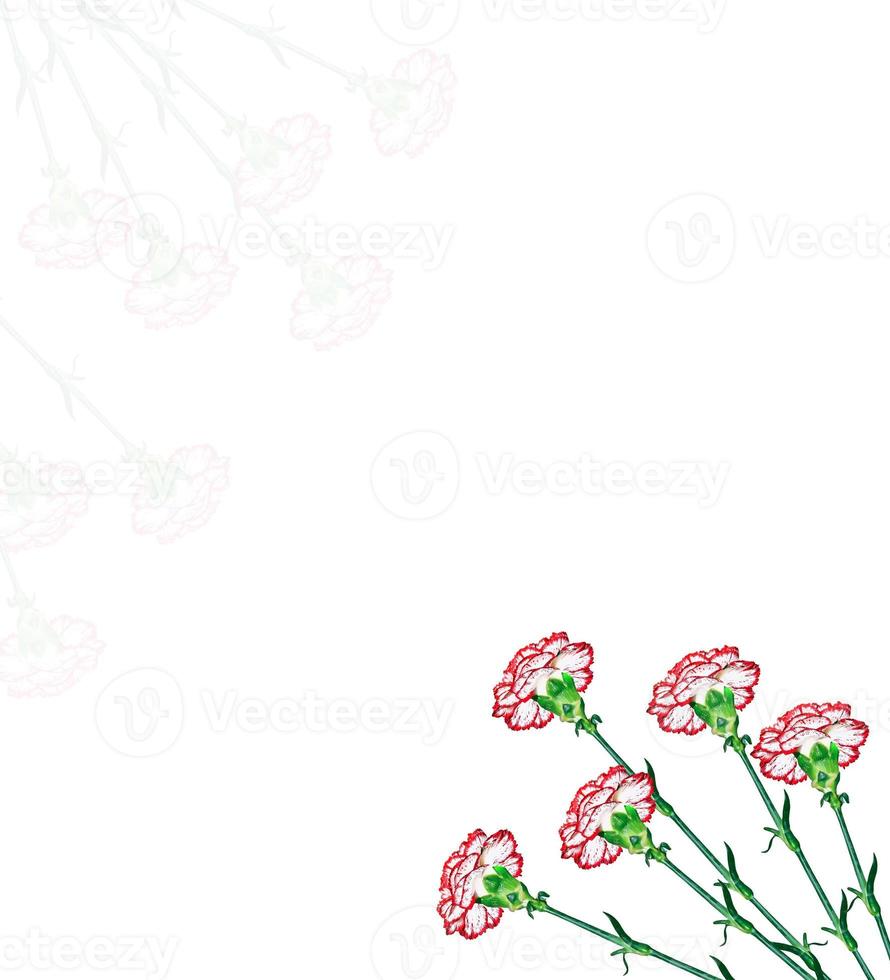Colorful carnation flowers isolated on white background. photo
