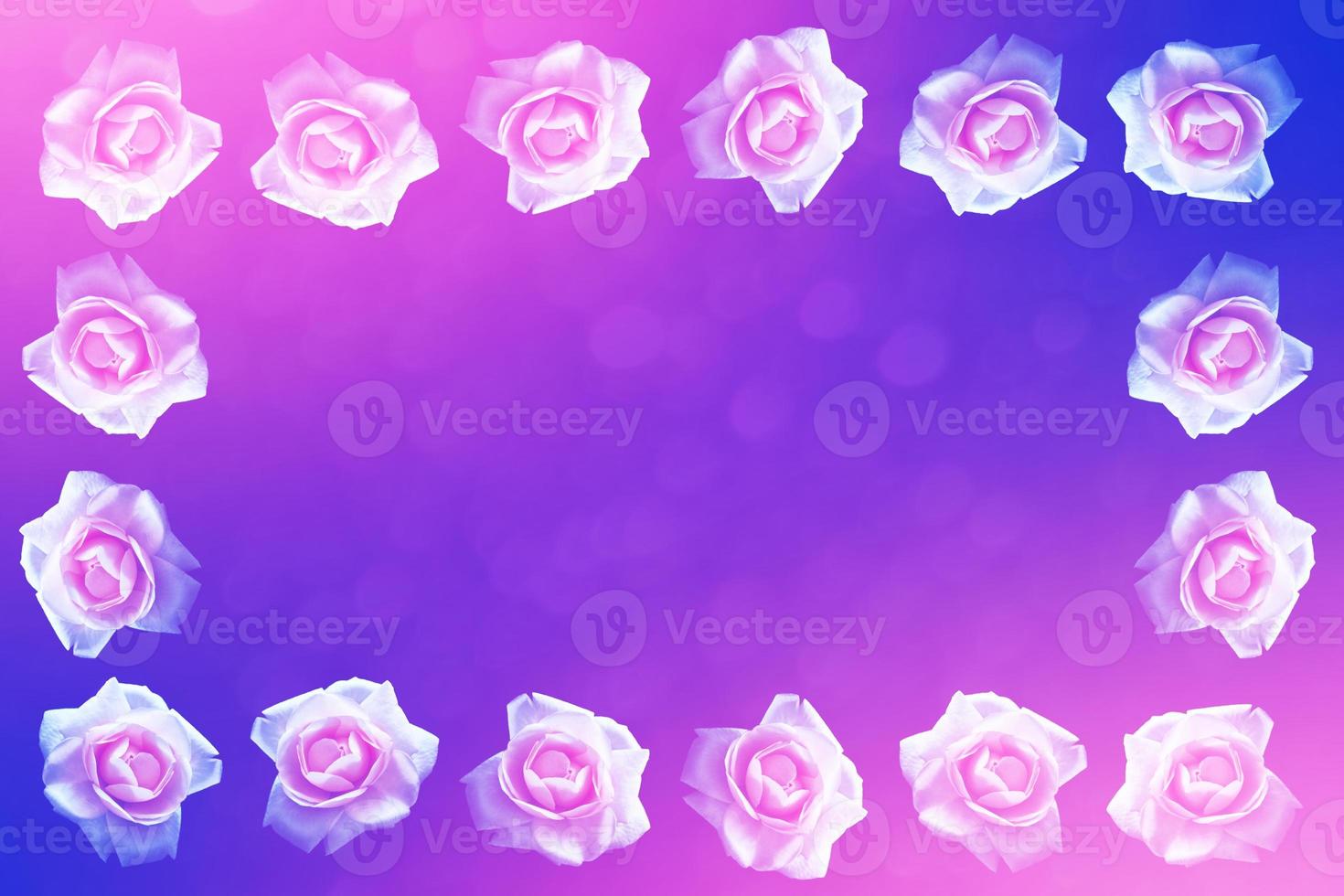 Floral background of buds of flowers roses photo