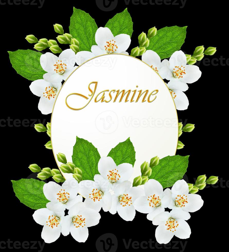 branch of jasmine flowers photo