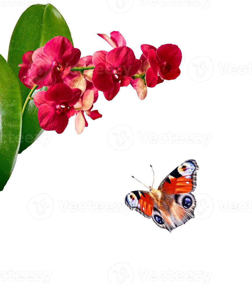 spring flowers orchid isolated on white background. photo