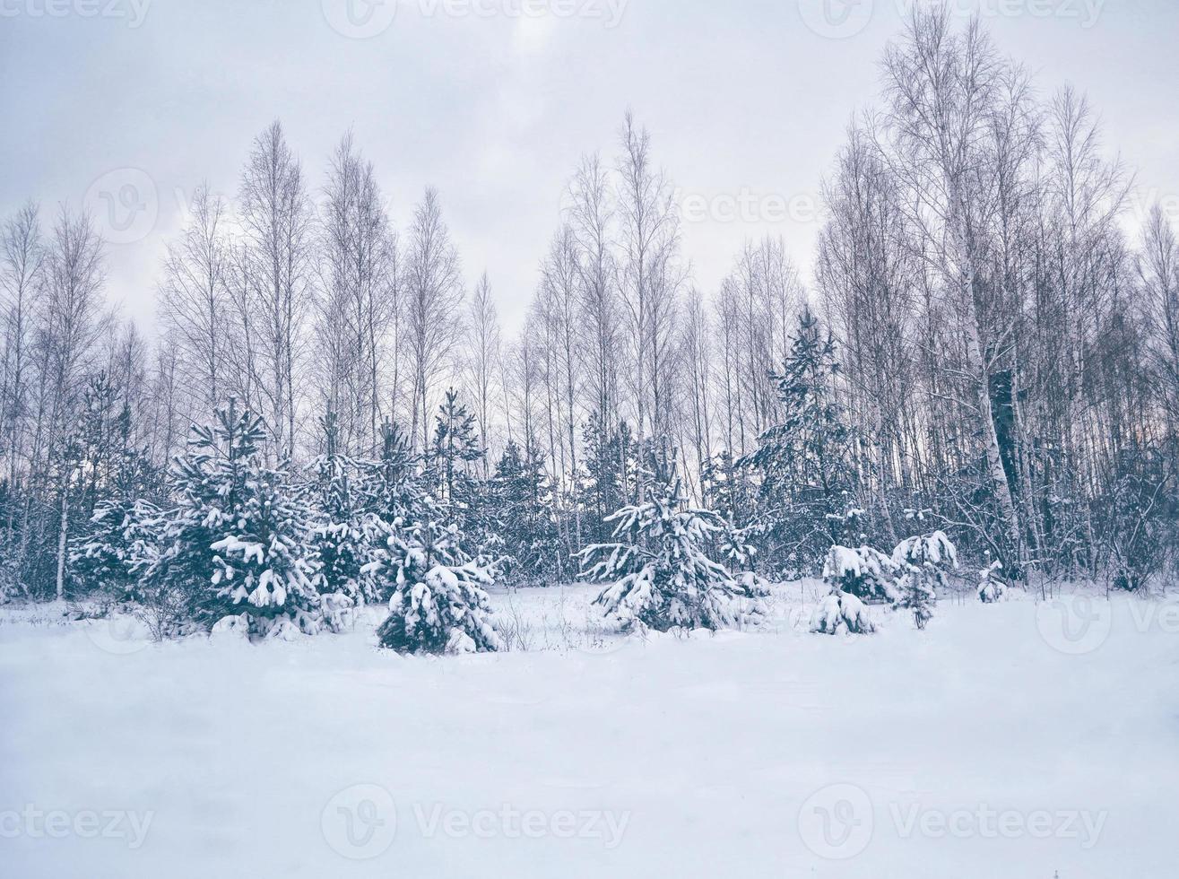 Frozen winter forest with snow covered trees. photo