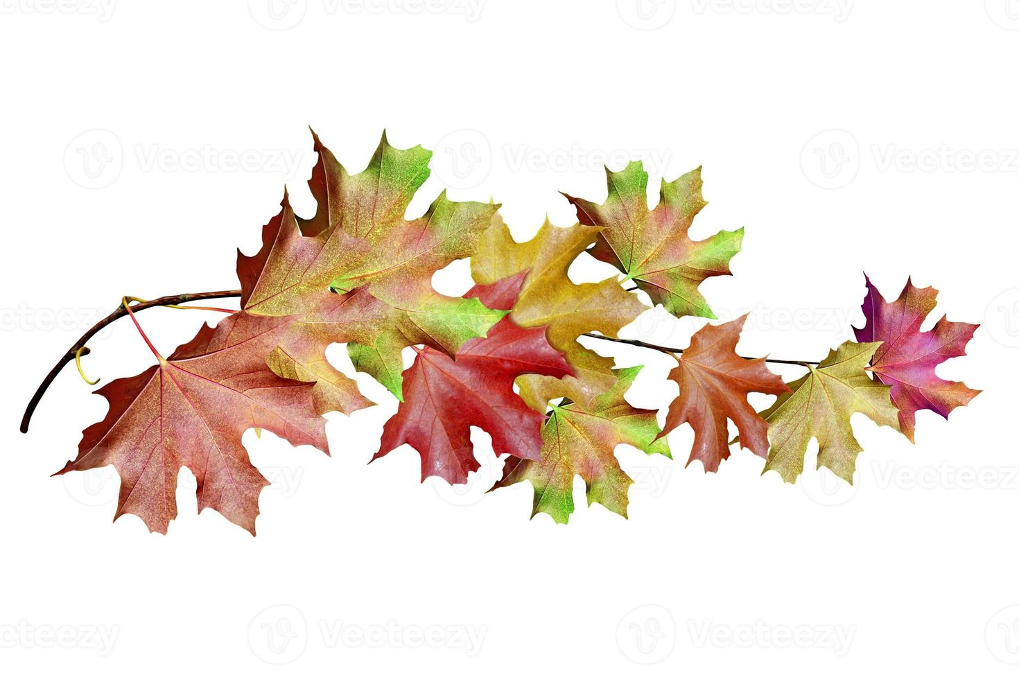 autumn leaves isolated on white background photo