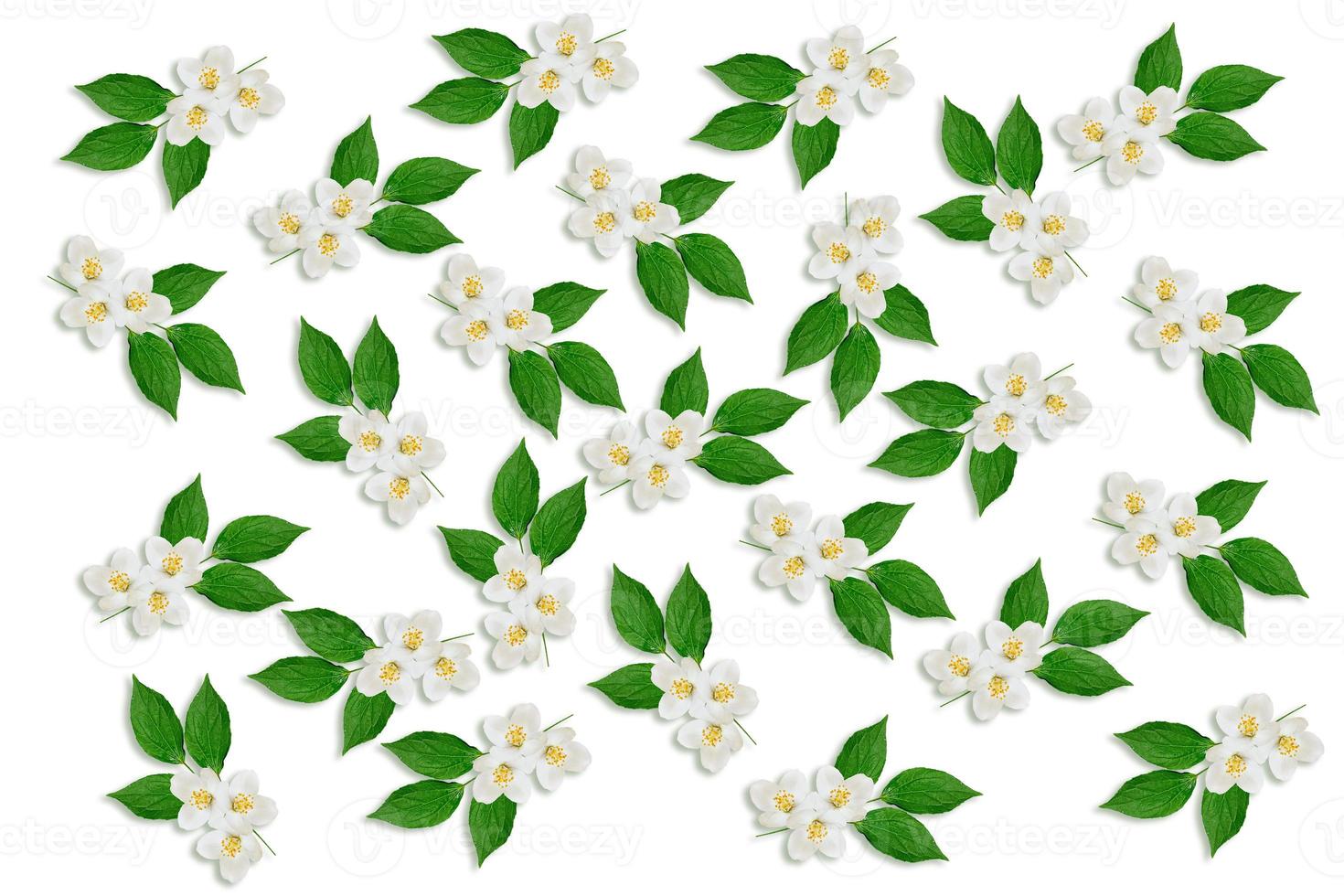 branch of jasmine flowers isolated on white background photo