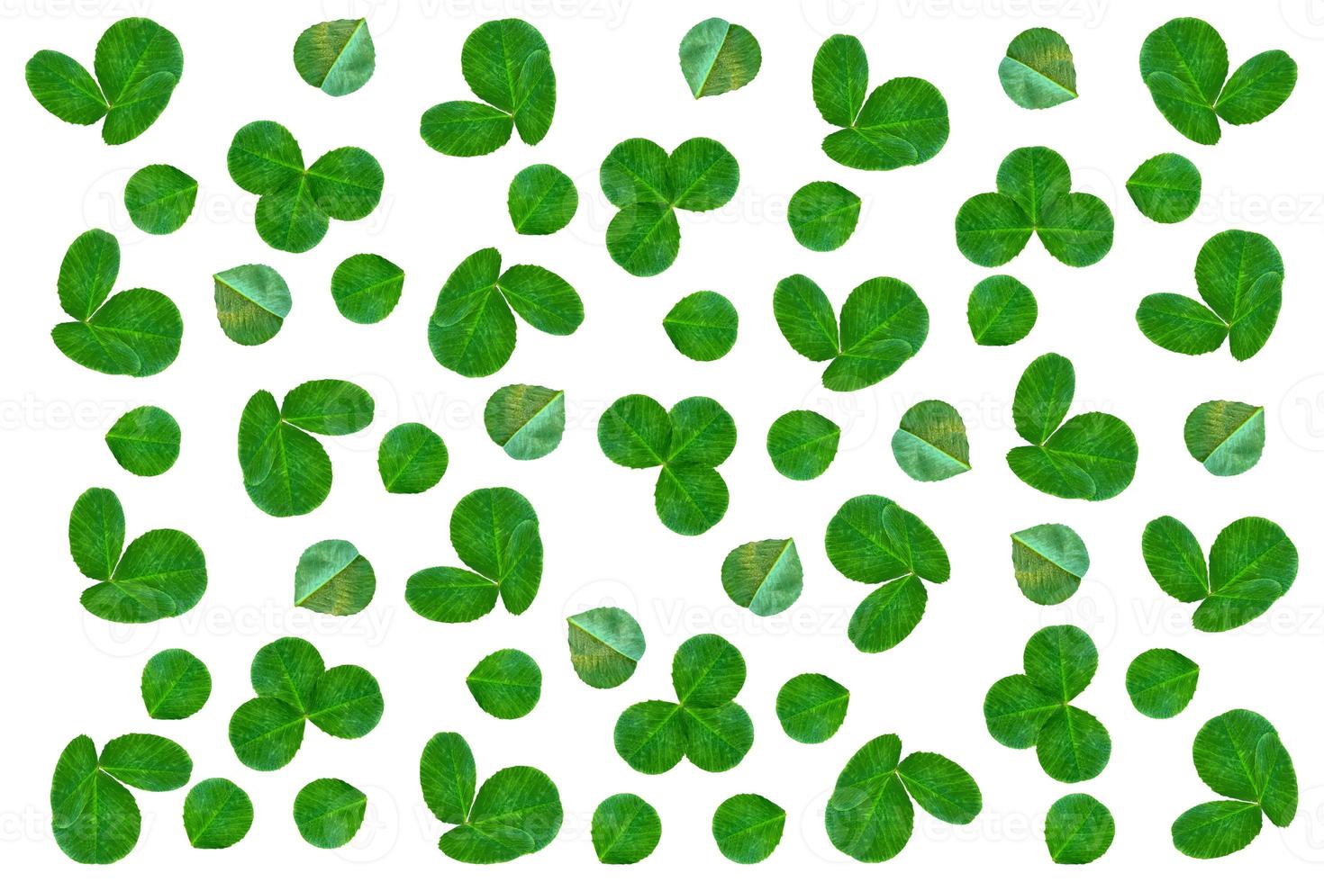 green clover leaves isolated on white background. St.Patrick 's Day photo