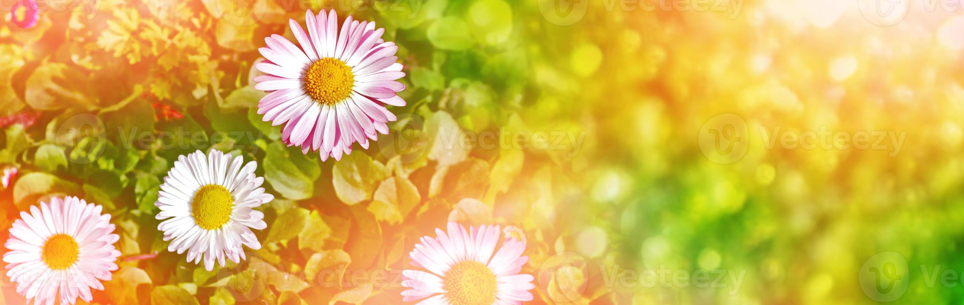 White bright daisy flowers on a background of the summer landscape. photo