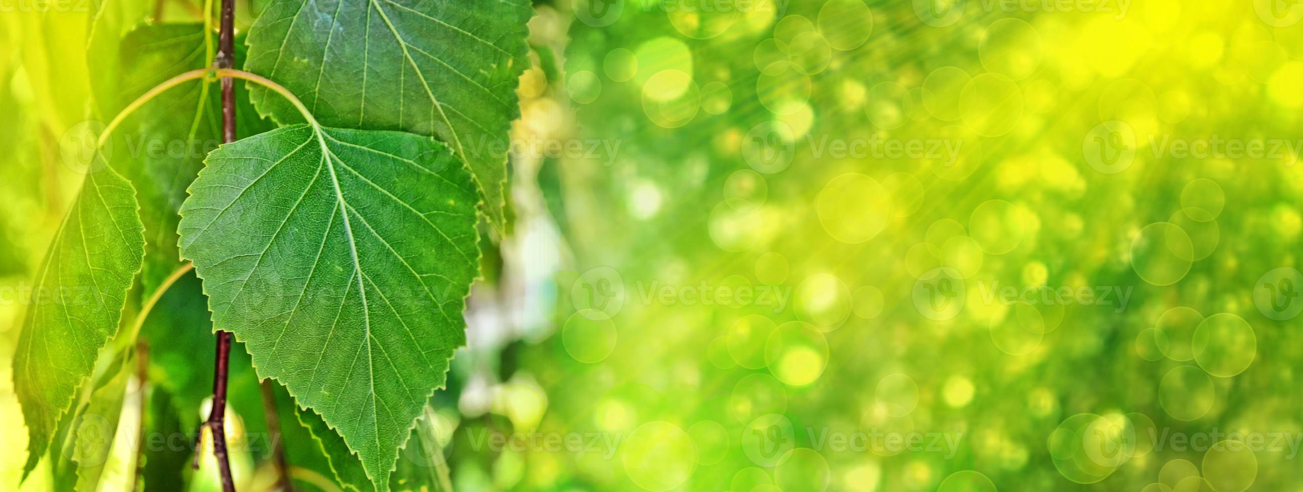 Green birch leaves on a background of the spring landscape. photo