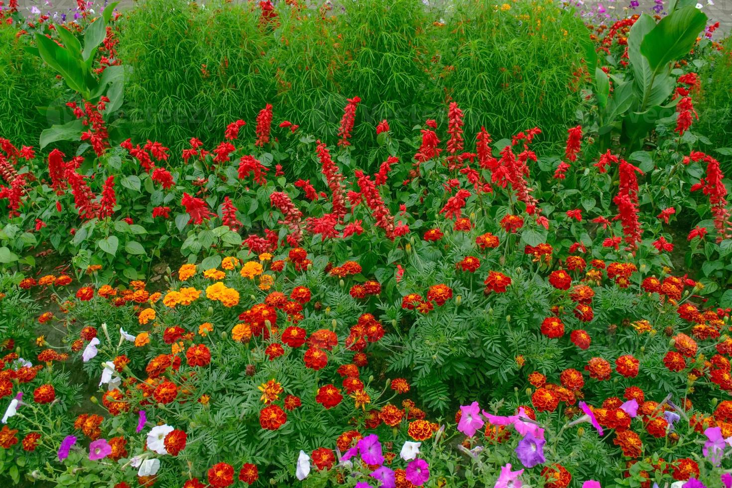 bright and colorful flowers marigolds. autumn landscape. photo