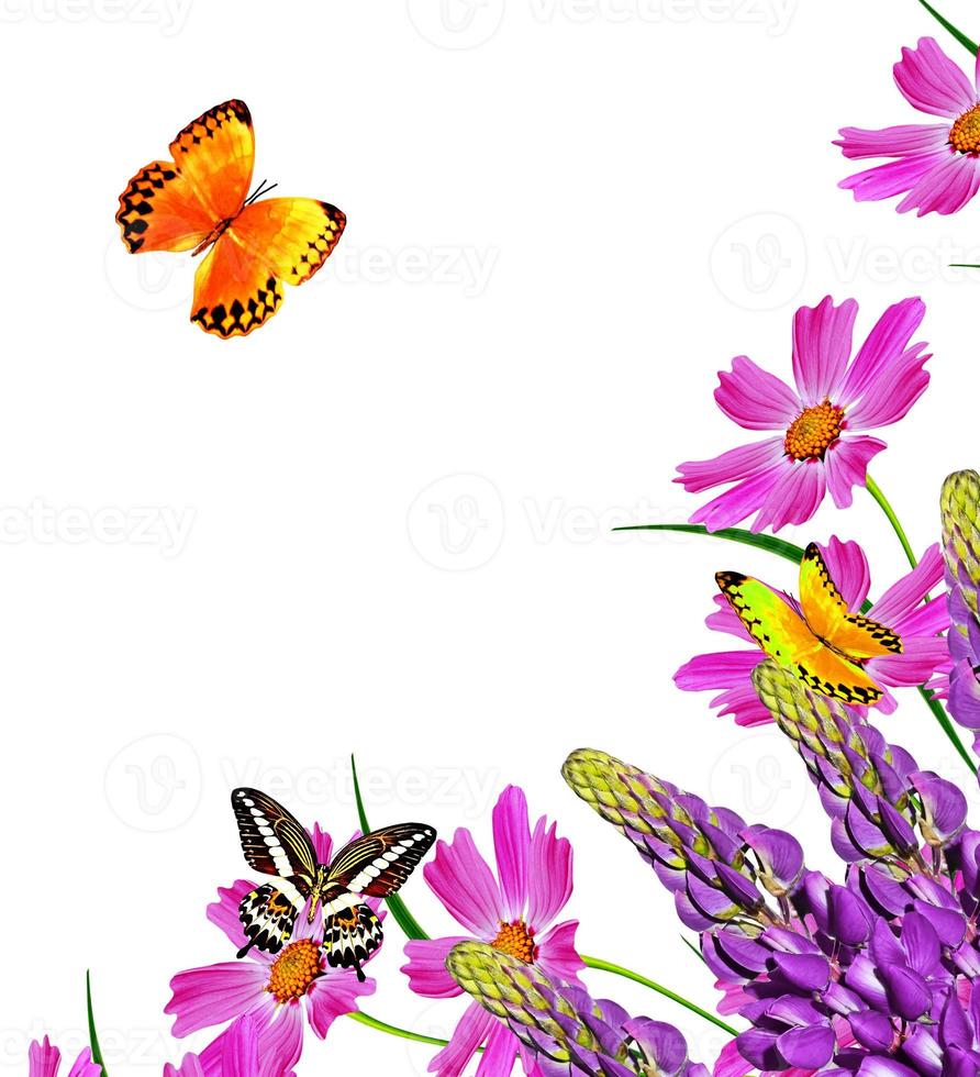 Cosmos flowers isolated on white background. photo