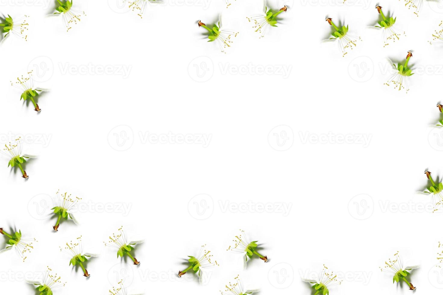 Abstract background of delicate apple petals. Spring. photo