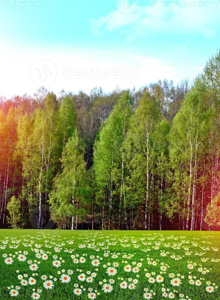 Wildflowers daisies on a background of a spring forest. photo