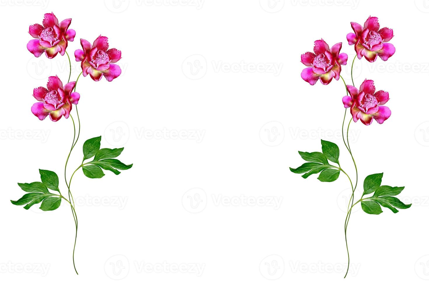 Colorful bright flowers peonies isolated on white background. photo