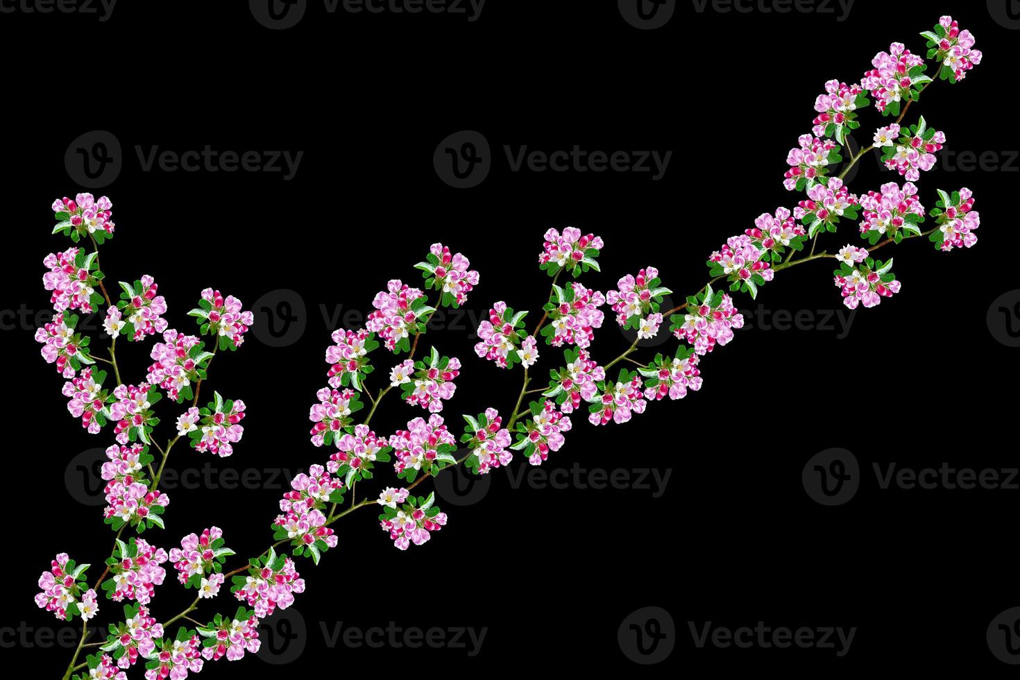 Flowering branch of apple photo