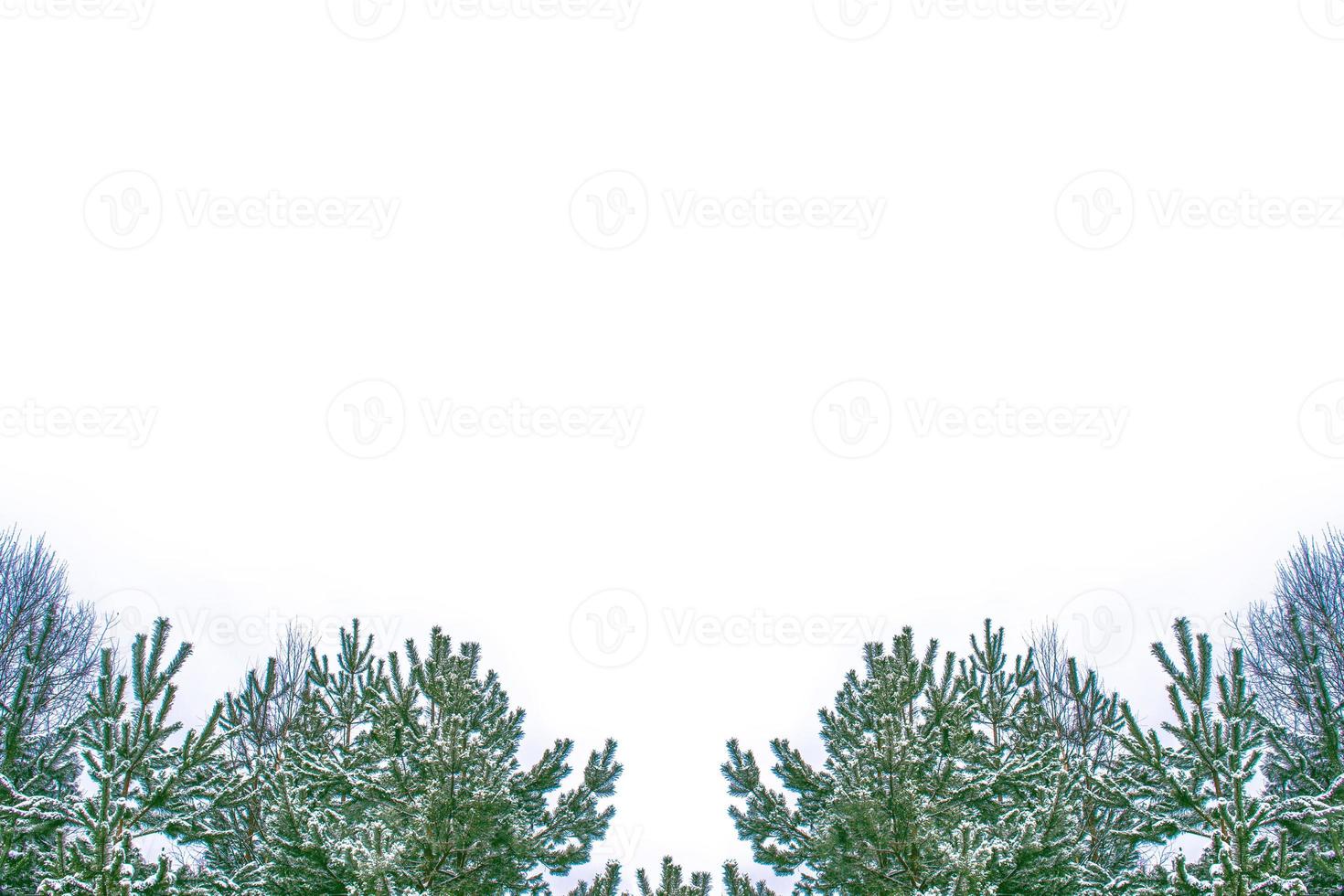 Frozen winter forest with snow covered trees. photo