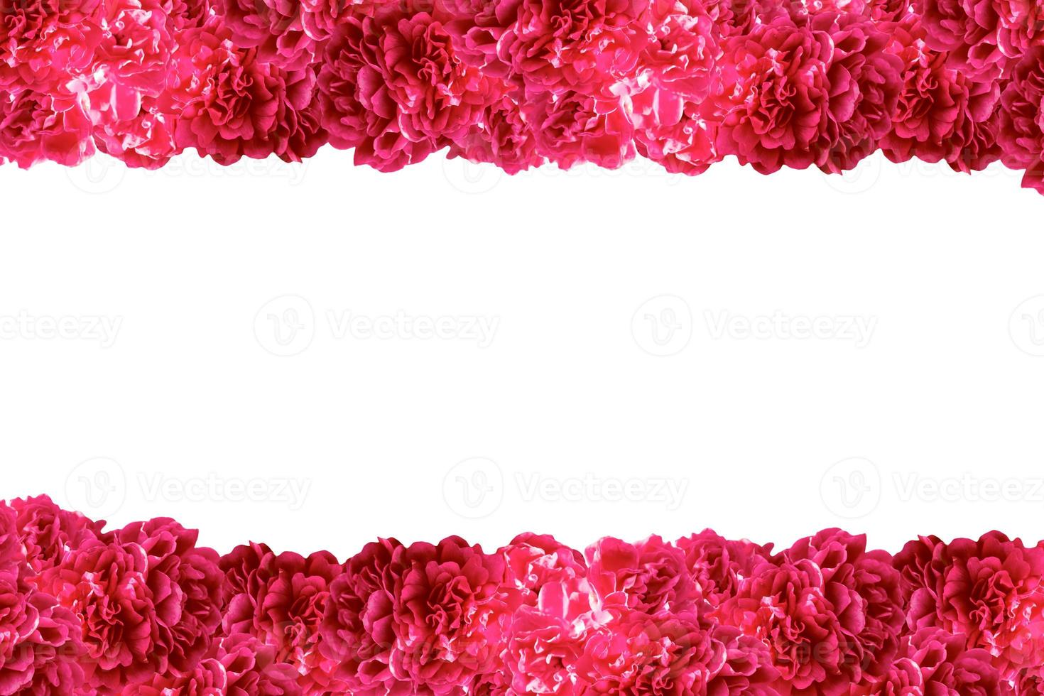 Flower bud roses on a white background photo