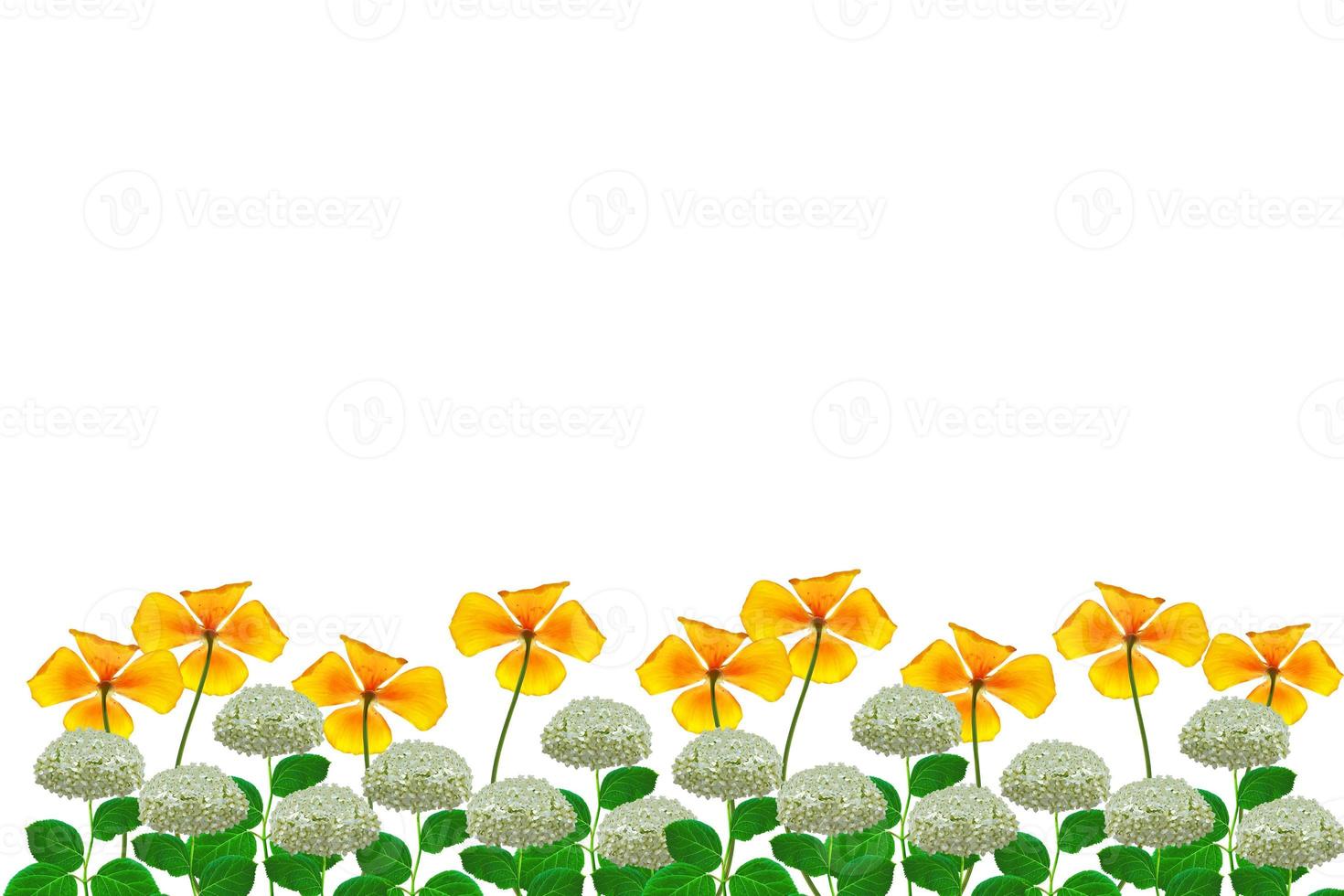 Flower hydrangea isolated on white background. summer photo