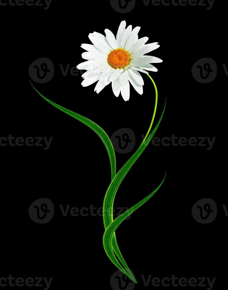Daisy flower isolated on black background photo