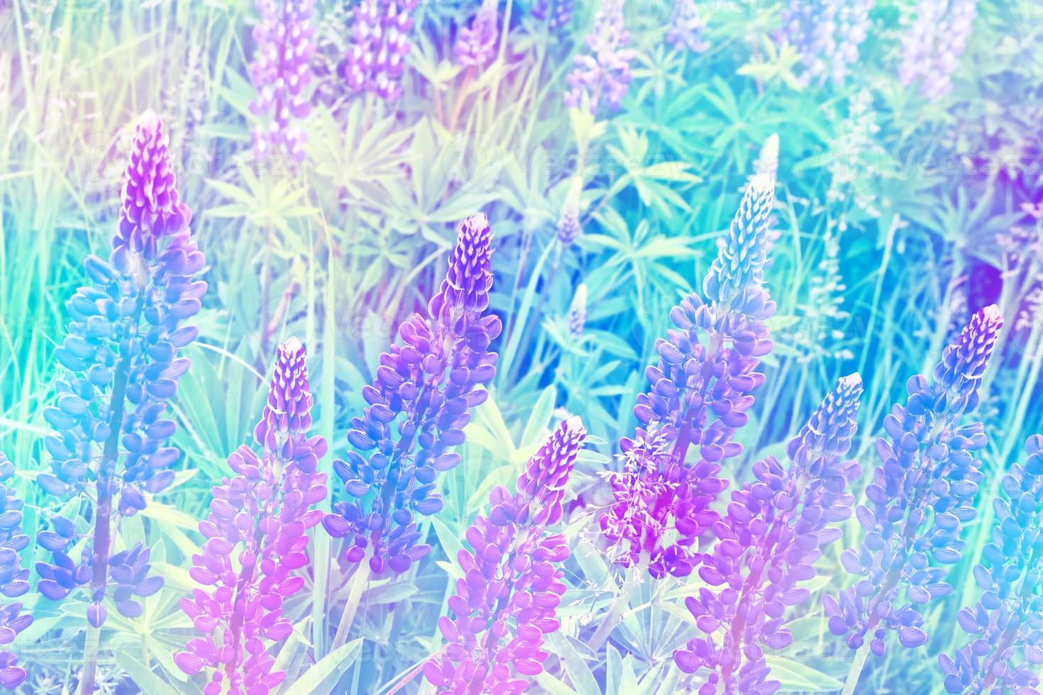 Summer landscape with beautiful bright lupine flowers photo