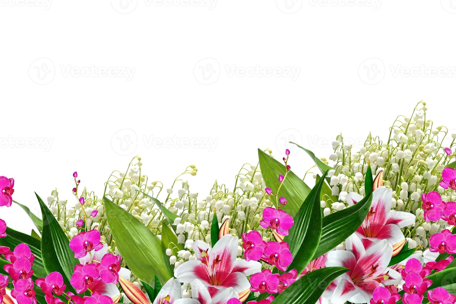 Orchid flower isolated on white background photo